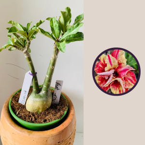 2510 4 Rosa Do Deserto Heat fire