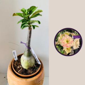 2510 5 Rosa Do Deserto Bridal buque