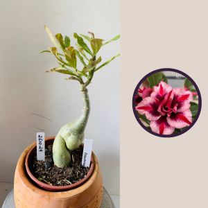 2610 29 Rosa Do Deserto Fevereira