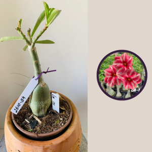 2610 54 Rosa Do Deserto Lm 130