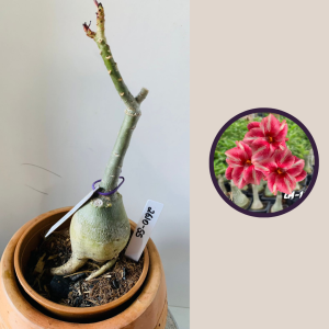 2610 55 Rosa Do Deserto Lm 130