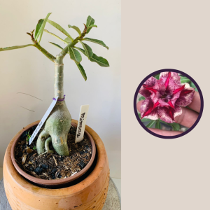 2610 56 Rosa Do Deserto Mimosa