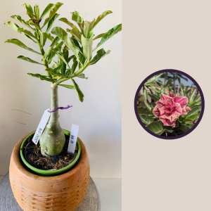 2610 59 Rosa Do Deserto Kr54