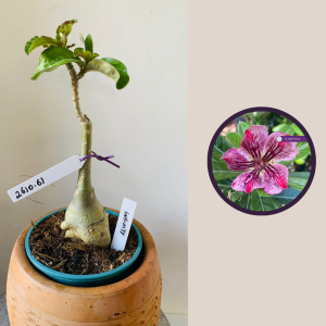 2610 61 Rosa Do Deserto Infinity