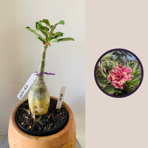 2610 62 Rosa Do Deserto Kr 54