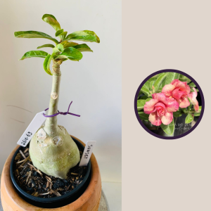 2610 63 Rosa Do Deserto Sunset