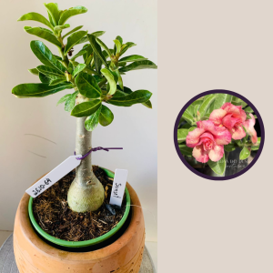 2610 64 Rosa Do Deserto Sunset