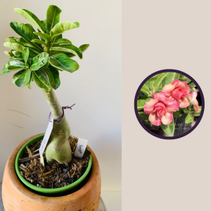 2610 65 Rosa Do Deserto Sunset