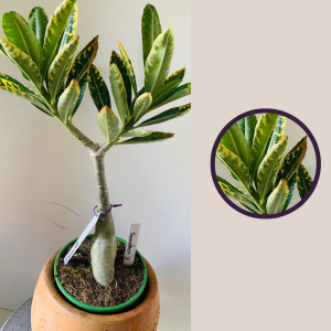 2610 66 Rosa Do Deserto Somalense Variegata