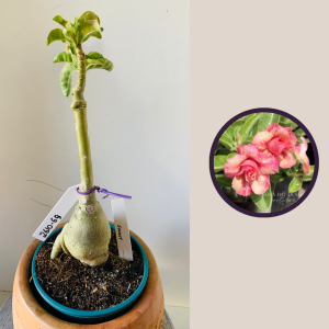 2610 69 Rosa Do Deserto Sunset