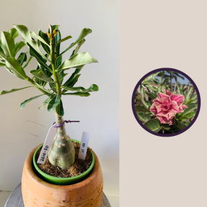 2610 70 Rosa Do Deserto Kr54