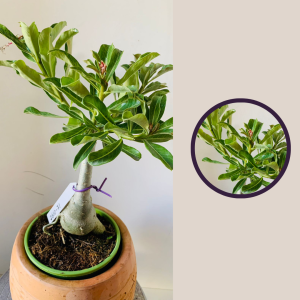 2610 71 Rosa Do Deserto Sem Identificação