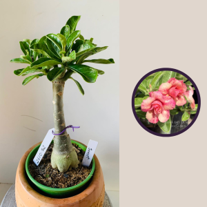 2610 72 Rosa Do Deserto Sunset