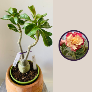 2610 73 Rosa Do Deserto Kr53