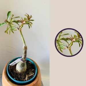 2610 75 Rosa Do Deserto Sem Identificação