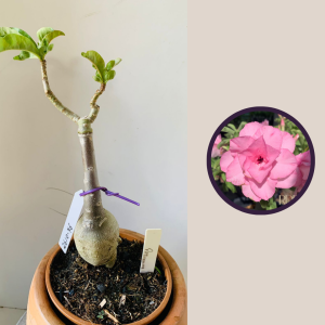 2610 76 Rosa Do Deserto Pathumma