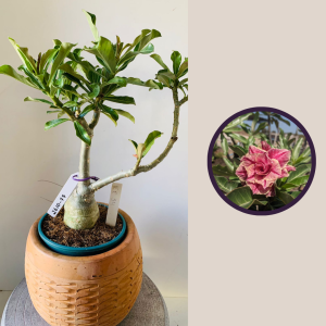 2610 77 Rosa Do Deserto Kr54