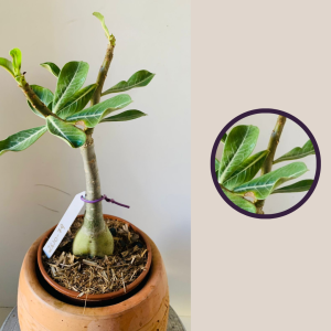 2610 79 Rosa Do Deserto Sem Identificação