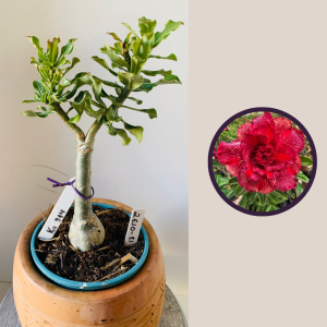 2610 81 Rosa Do Deserto Kr314