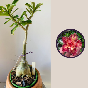 2610 82 Rosa Do Deserto Linda