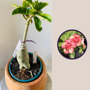 2610 83 Rosa Do Deserto Sunset