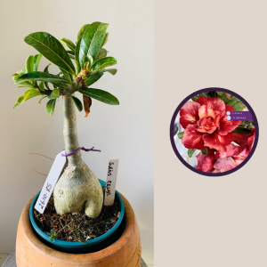 2610 85 Rosa Do Deserto Julius Cesar