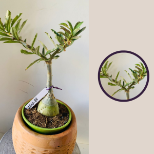 2610 86 Rosa Do Deserto Sem Identificação