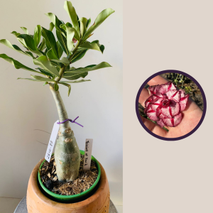 2610 87 Rosa Do Deserto Thiking of you 2