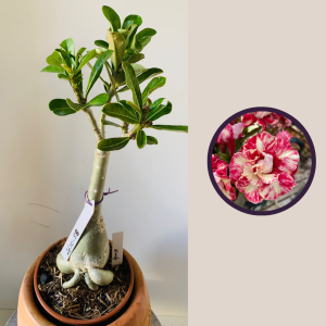 2610 88 Rosa Do Deserto Kindy