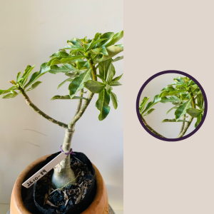 2610 89 Rosa Do Deserto Sem Identificação