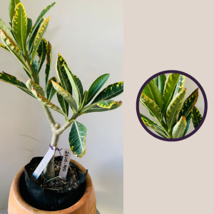 2610 90 Rosa Do Deserto Somalense variegata