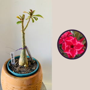 2610 92 Rosa Do Deserto Kr37