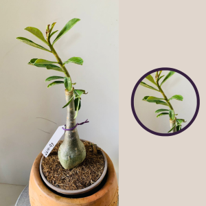 2610 93 Rosa Do Deserto Sem Identificação