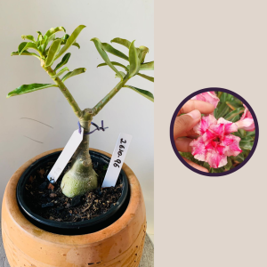 2610 96 Rosa Do Deserto Kr329