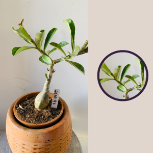 2610 97 Rosa Do Deserto Sem Identificação