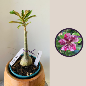 2610 98 Rosa Do Deserto Infinity