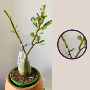 2610 99 Rosa Do Deserto Sem Identificação