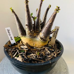 3010 103 Arabicum Black