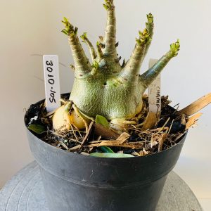 3010 105 Arabicum Godj champ x kdk