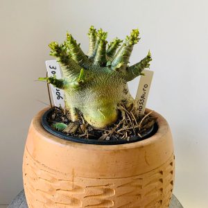 3010 106 Arabicum Dinossauro