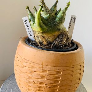 3010 107 Arabicum Tomahawk