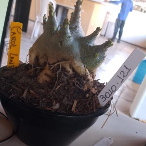 3010 121 Arabicum Dinossaur x Hulk x King Kong