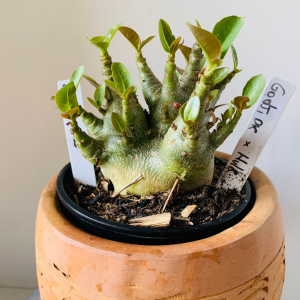 2910 2 Arabicum  Godji dk x hulk