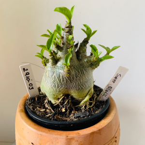 2910 3 Arabicum Super black