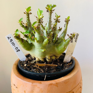 2910 8 Arabicum Godji x Aeung