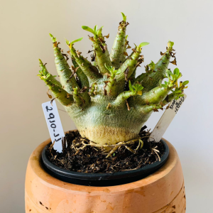 2910 11 Arabicum Godji x Aeung