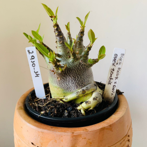 2910 14 Arabicum Black hawk x onyx x black zombie