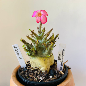 2910 16 Arabicum Aeung x Godji dk x hulk