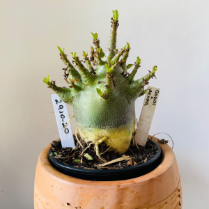 2910 20 Arabicum Godji x Aeung