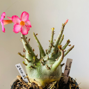 2910 22 Arabicum Godji champ x kdk